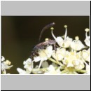 Gasteruption assectator - Gichtwespe m01b 10mm - OS-Hellern Waldwiese det.jpg